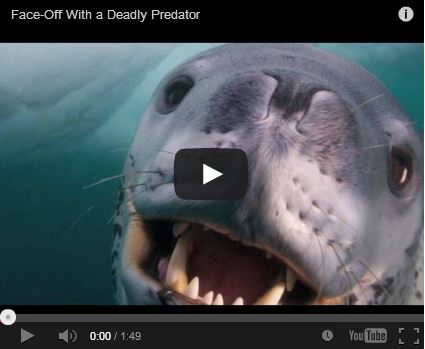 Face off a deadly predator