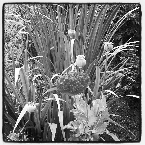 Instagram by Volker Davids